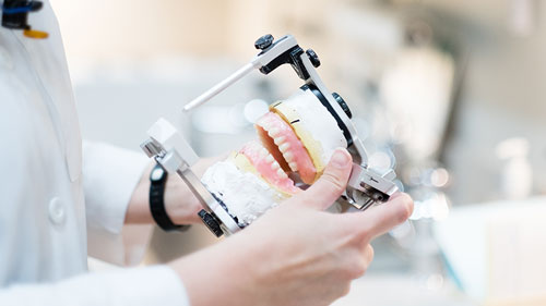 Person holding model of teeth